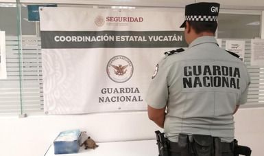 Yucatán: Rescataron a una tortuga terrestre que era transportada dentro de una maleta