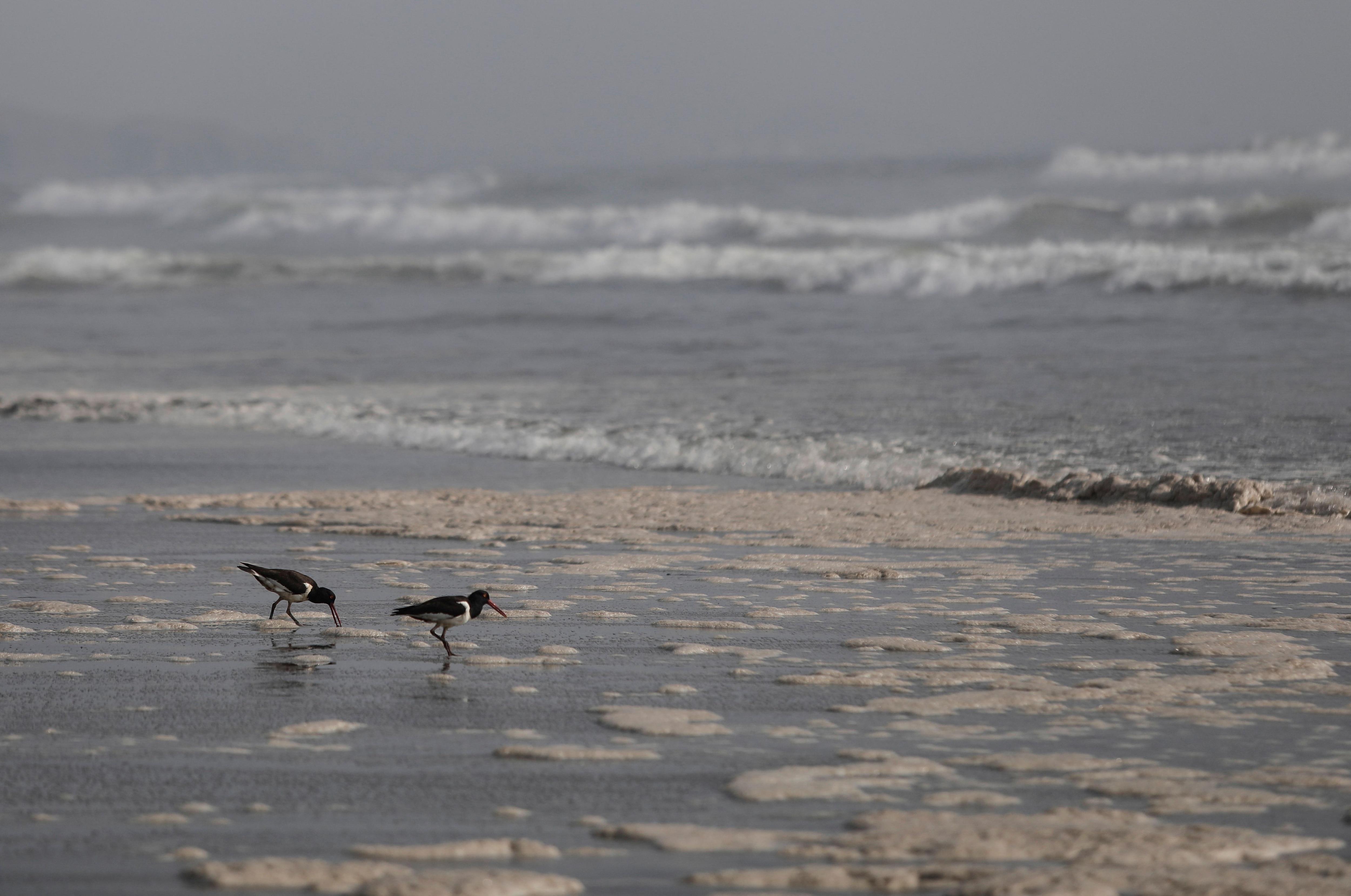 Unas aves caminan en la playa de Ventanilla afectada por el derrame de petróleo ocasionado por Repsol. REUTERS/Angela Ponce 