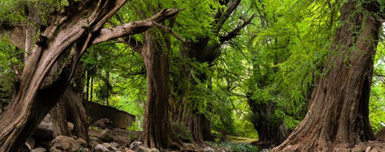 Cuál es el origen del árbol ahuehuete que será plantado en glorieta de Reforma