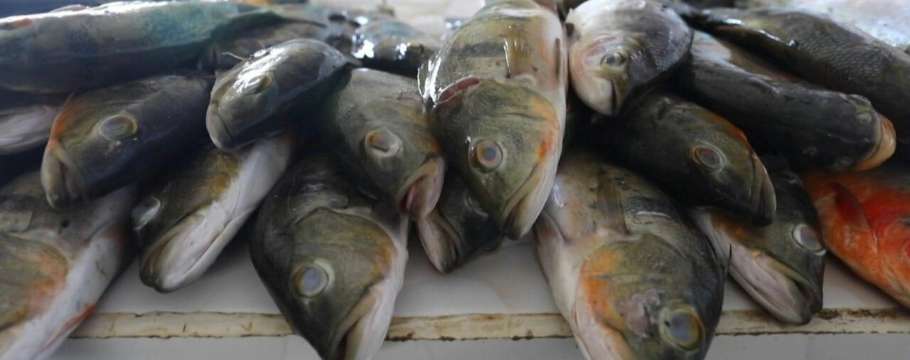 Las aguas turbias de la pesca ilegal salpican el doble asesinato en la Amazonía brasileña
