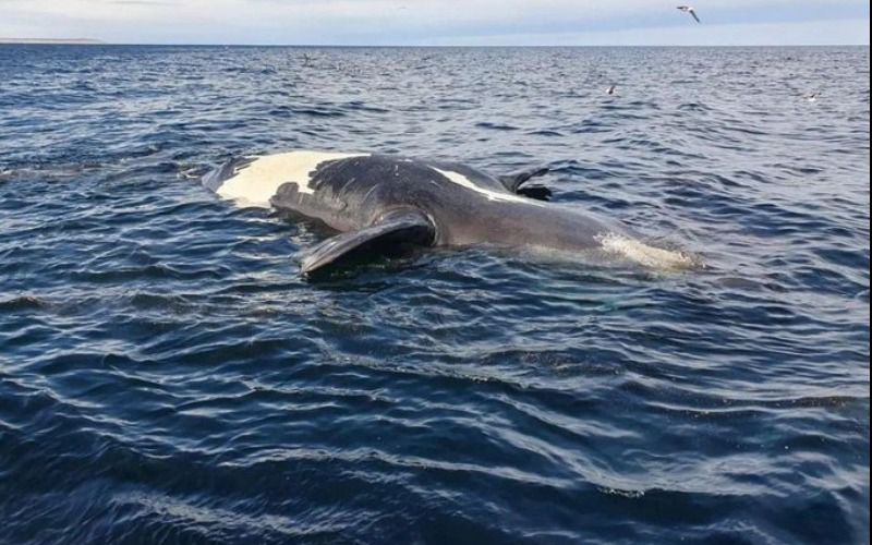 Crece la preocupación en Península Valdés: aparecieron nuevas ballenas muertas