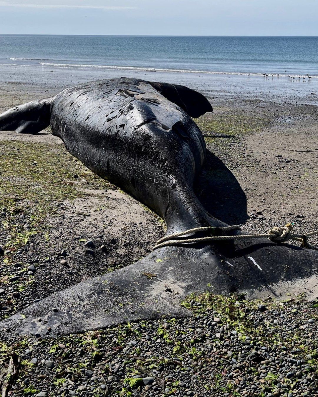 Ballena muerta