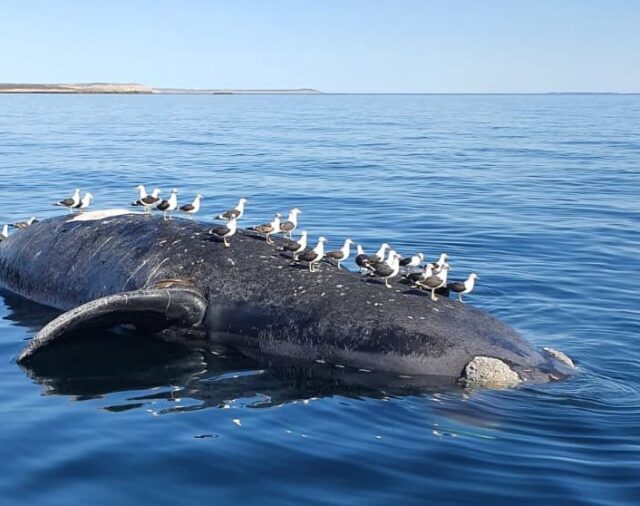 Ya son 15 las ballenas muertas en Península de Valdés y el gobierno de Chubut intervino en la investigación