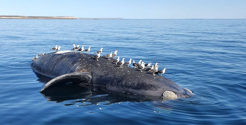 Ya son 15 las ballenas muertas en Península de Valdés y el gobierno de Chubut intervino en la investigación