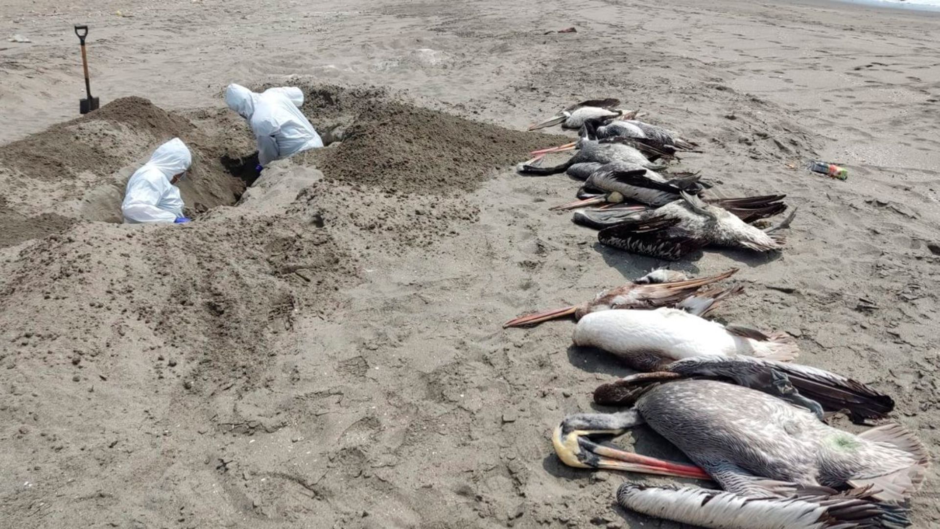 Gripe Aviar en Perú: Entierran 1,500 aves en playa de Samanco de Áncash