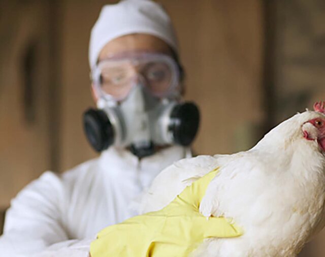 Influenza aviar: reforzaron la vigilancia epidemiológica para evitar el ingreso del virus a la Argentina