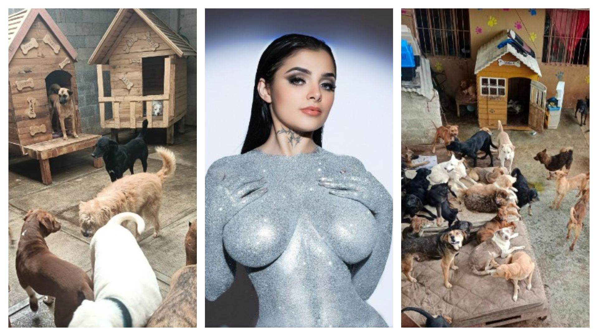 Karely Ruiz prometió ayudar a los animales que se encuentran en distintos albergues (Captura: Fb: Garritas Guerreras) (Captura Fb: Karely Ruiz) (Captura: Fb: Rescate animal patitas suaves xalapa)