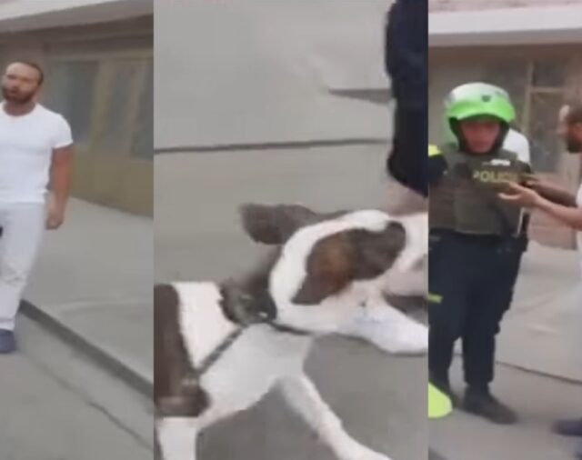 Por proteger a su perro, mujer recibió una golpiza en el sur de Bogotá