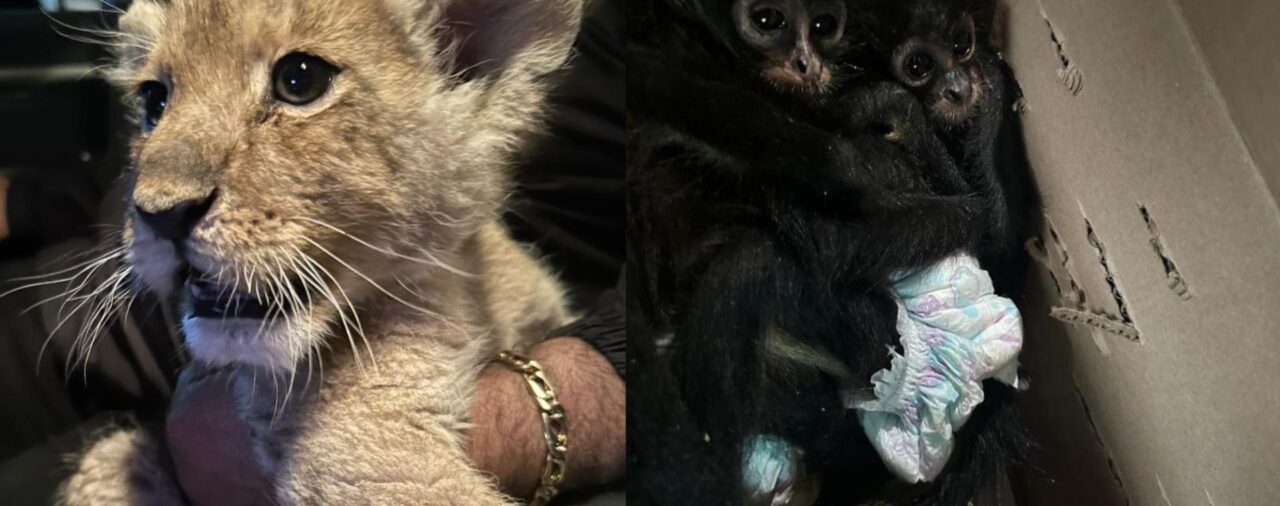 Detuvieron a tres hombres por comercializar animales exóticos; cachorra de león y monos araña fueron rescatados