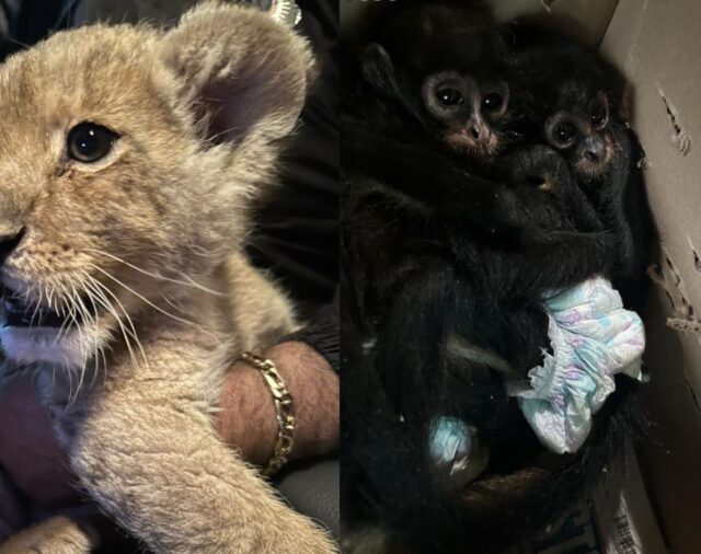 Detuvieron a tres hombres por comercializar animales exóticos; cachorra de león y monos araña fueron rescatados