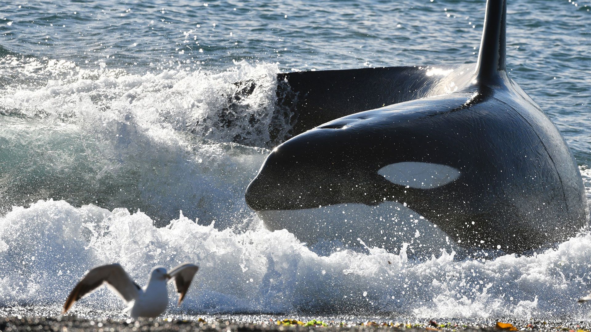 Orcas Peninsula Valdes