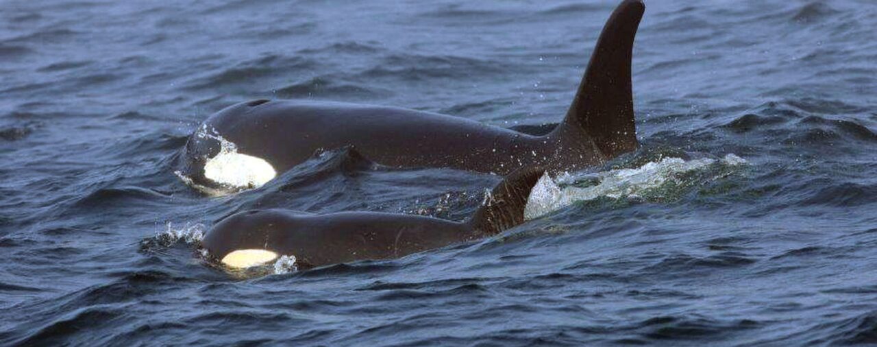 ¿La venganza de las orcas?: en inusuales ataques, ballenas asesinas han hundido 3 barcos