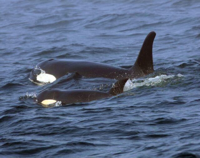 ¿La venganza de las orcas?: en inusuales ataques, ballenas asesinas han hundido 3 barcos