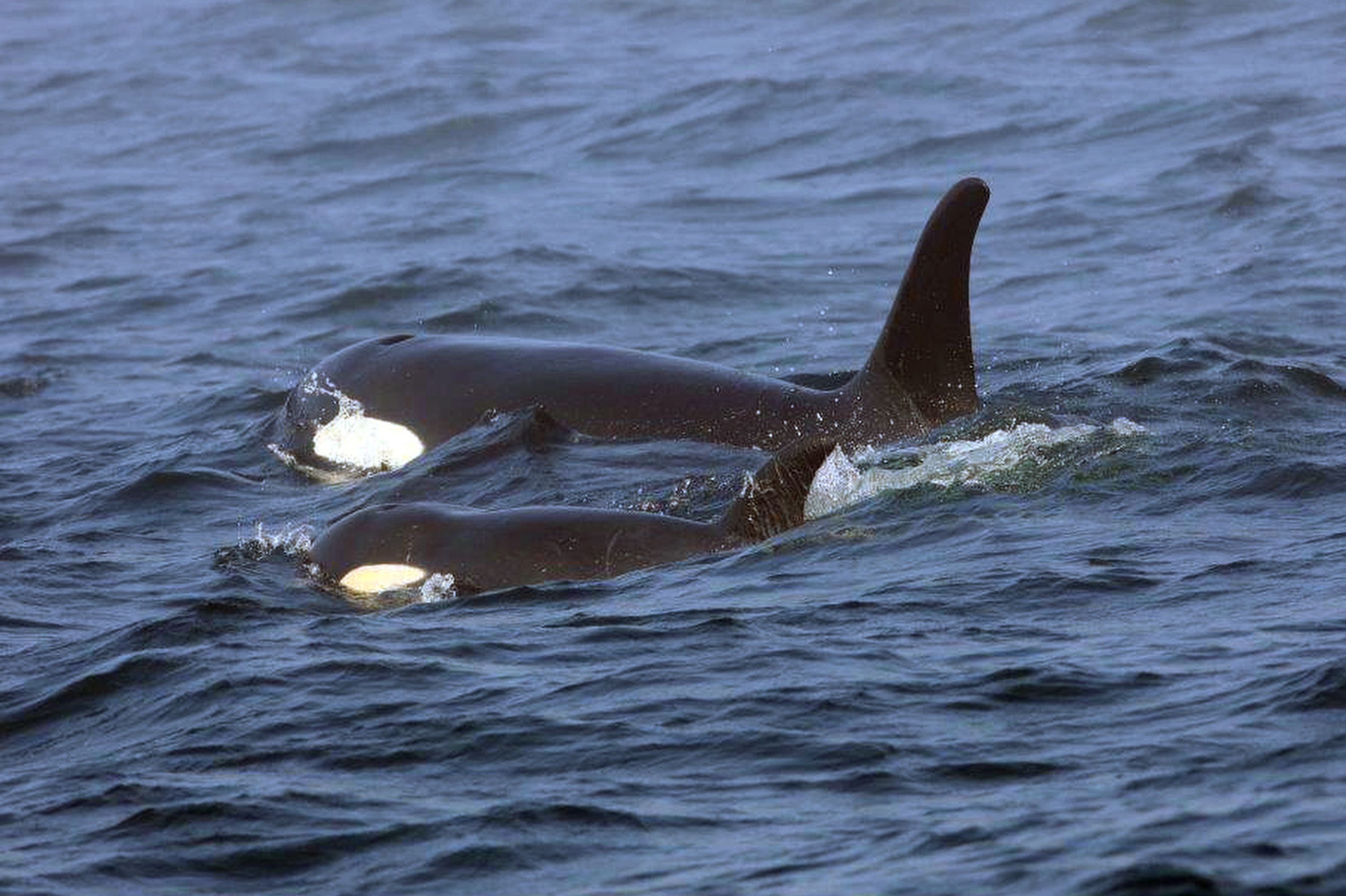 La orca J50 y su madre J16 nadan en la costa oeste de la Isla de Vancouver cerca de Port Renfrew, B.C. el 7 de agosto de 2018. (Brian Gisborne/Fisheries and Oceans Canada via AP, File)
