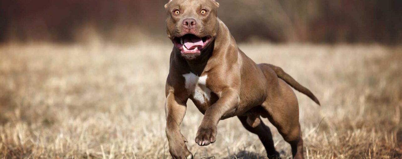 “¡Se lo come, se lo come!”: el salvaje ataque de un pitbull a un adolescente de 19 años en Bahía Blanca