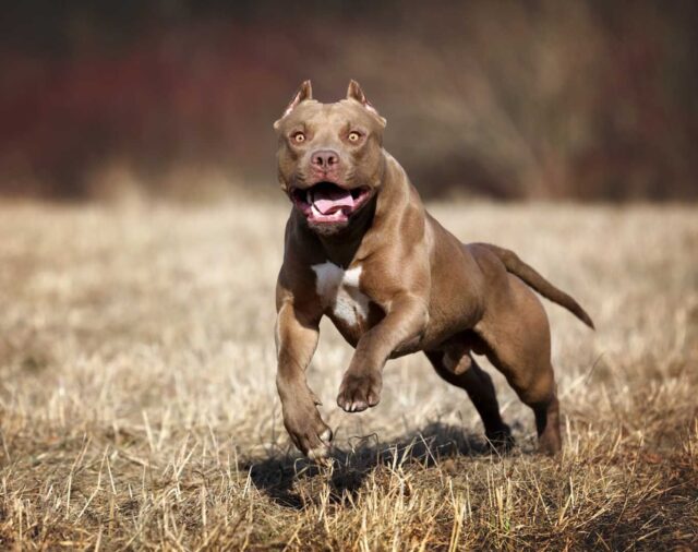 “¡Se lo come, se lo come!”: el salvaje ataque de un pitbull a un adolescente de 19 años en Bahía Blanca