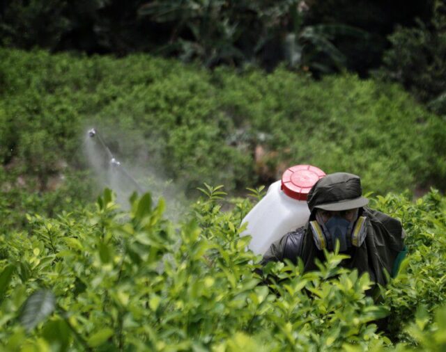 Cultivos de coca siguen aumentando en Colombia según las Naciones Unidas: en 2022 llegaron a 230.000 hectáreas
