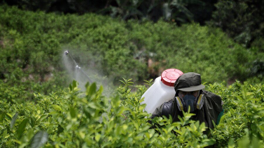 Cultivos de coca siguen aumentando en Colombia según las Naciones Unidas: en 2022 llegaron a 230.000 hectáreas