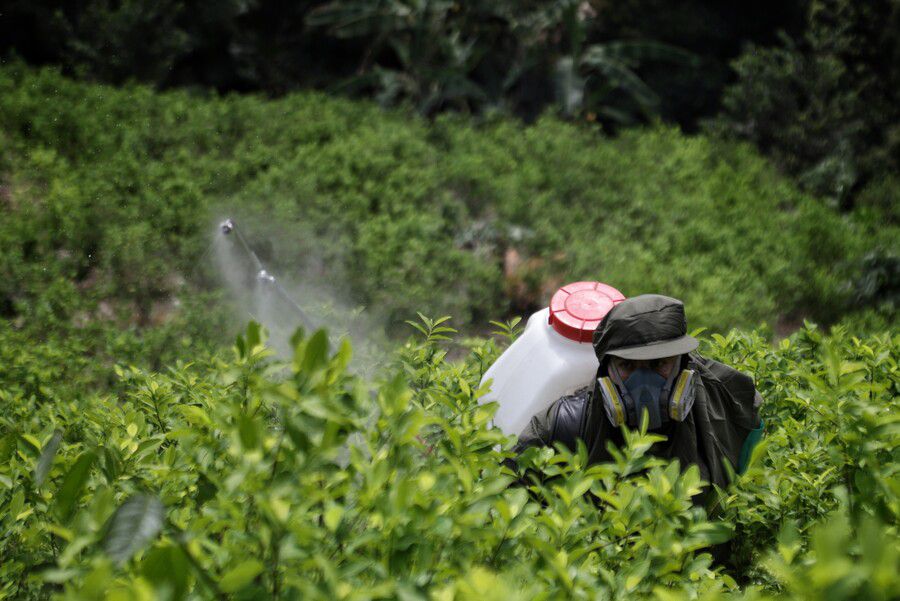 Cultivo de hoja de coca en el sur de Bolívar, (Colprensa - Álvaro Tavera)