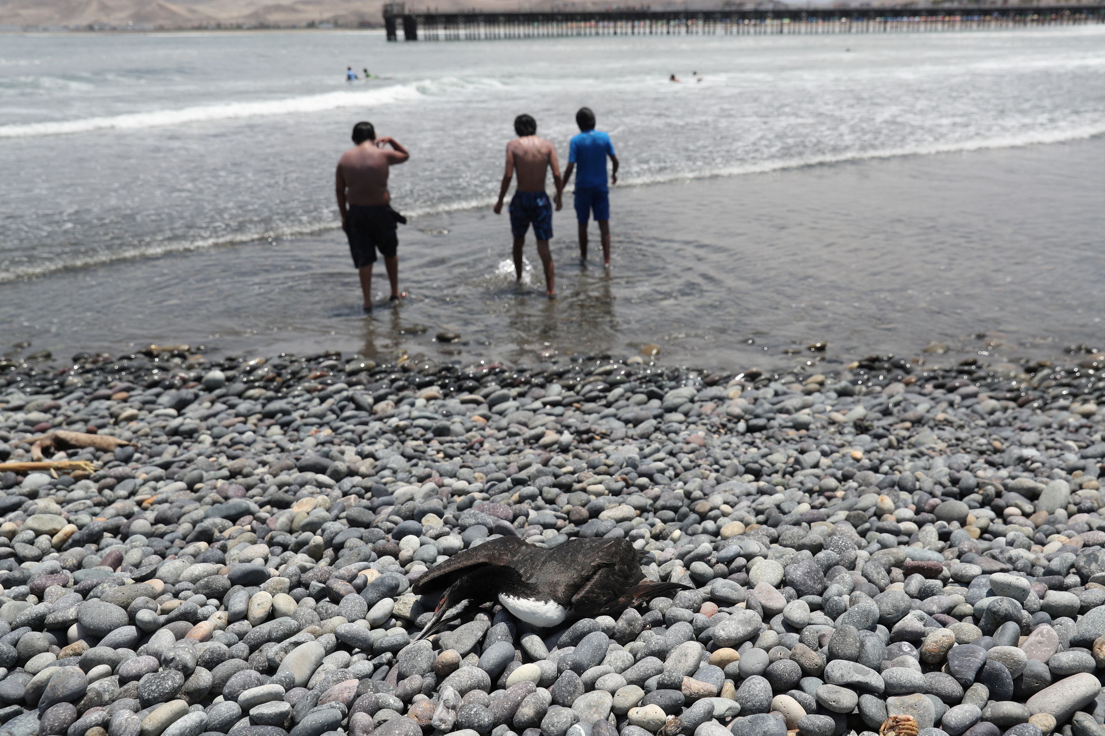 En Perú murieron más de 200.000 aves y lobos marinos/ REUTERS/Sebastian Castaneda