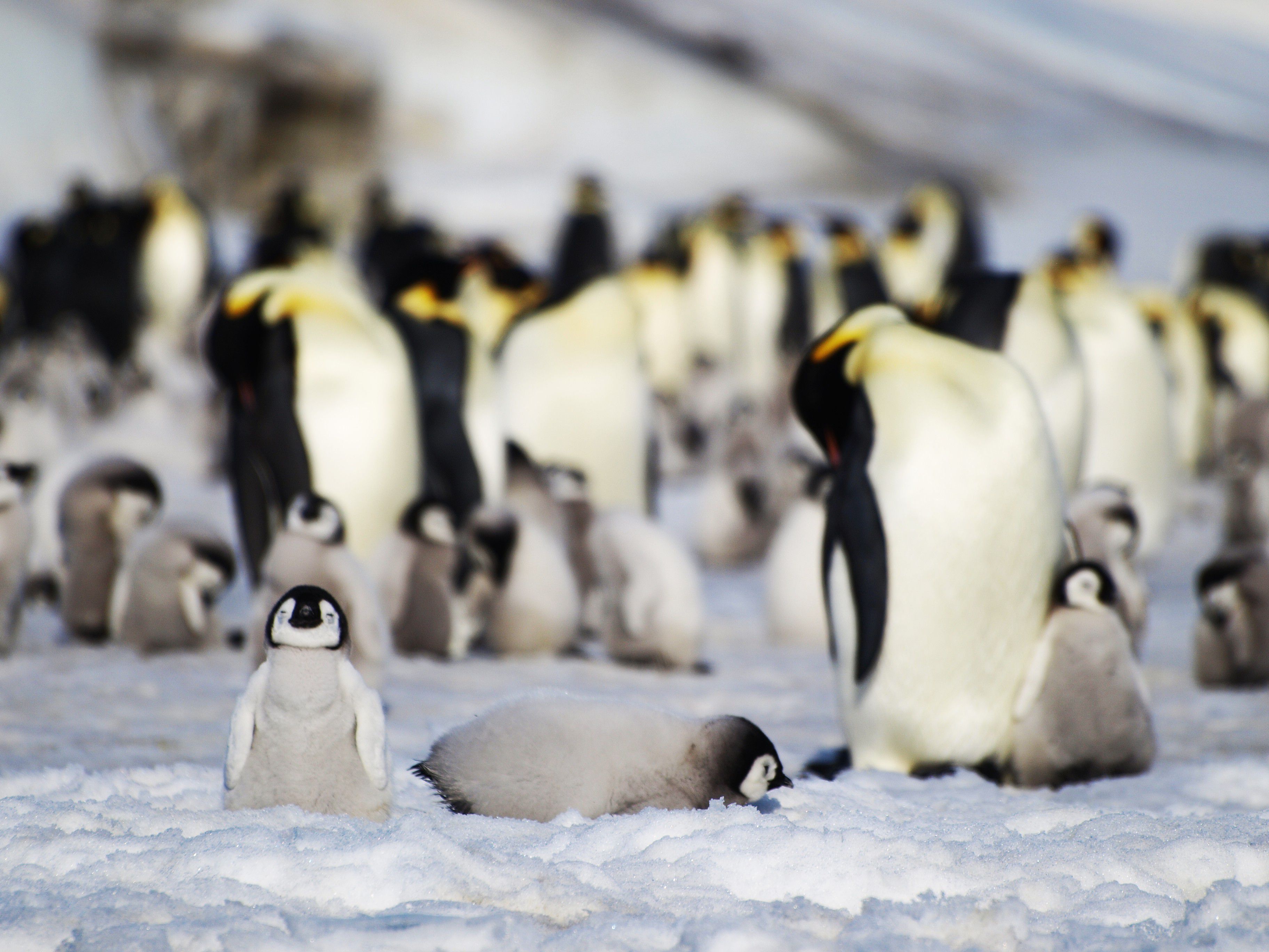 La fauna Antártida podría sufrir un desastre ambiental si el virus de la gripe aviar llega a afectarla/ Peter Fretwell/British Antarctic Survey (BAS). 