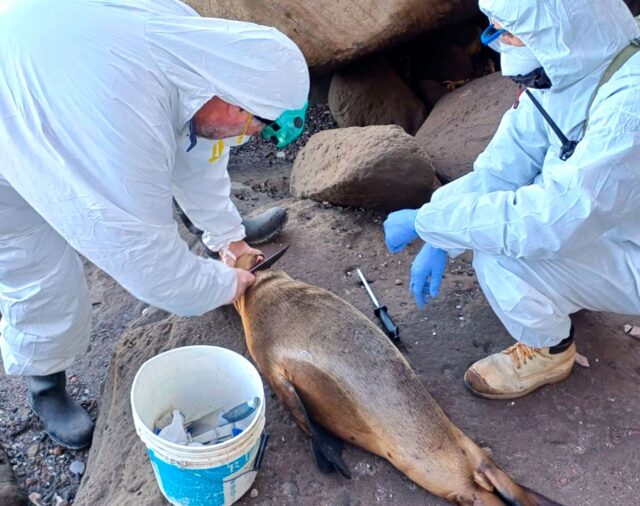 La amenaza de la gripe aviar: ¿cómo se frena la epidemia en animales que puede alcanzar a los humanos?