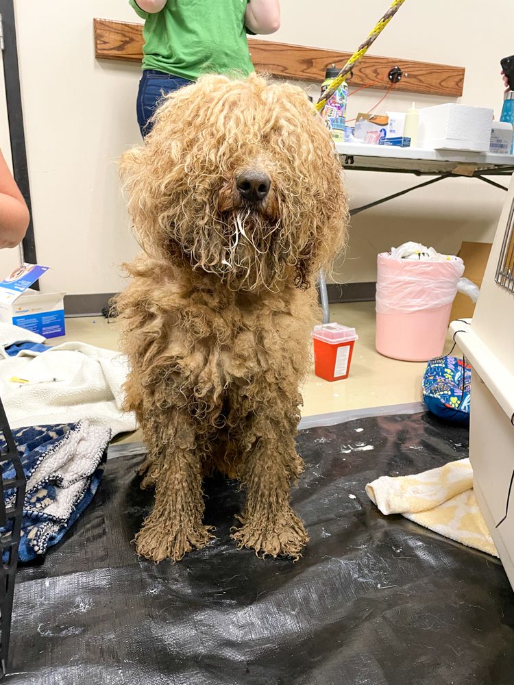 Liga de Rescate de Animales de Iowa rescato a cerca de cien perros en el condado de Boone. (Foto: Facebook Liga de Rescate de Animales de Iowa,)