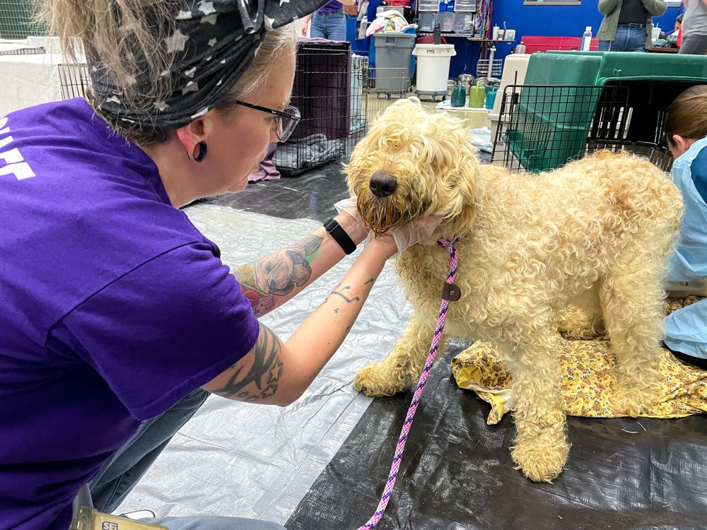 Liga de Rescate de Animales de Iowa rescato a cerca de cien perros en el condado de Boone. (Foto: Facebook Liga de Rescate de Animales de Iowa,)