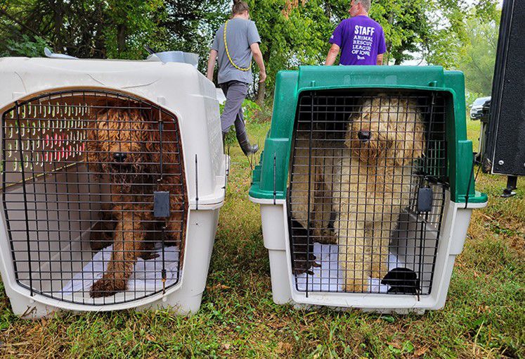 Liga de Rescate de Animales de Iowa rescato a cerca de cien perros en el condado de Boone. (Foto: Facebook Liga de Rescate de Animales de Iowa,)
