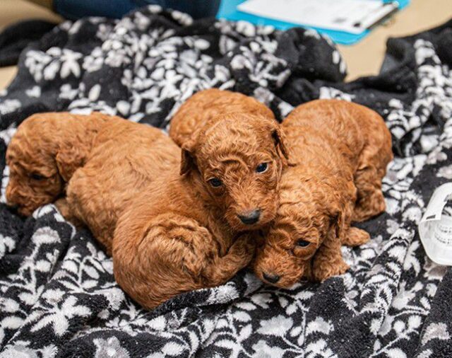 Rescataron casi 100 perros que se encontraban en una “fábrica de cachorros”