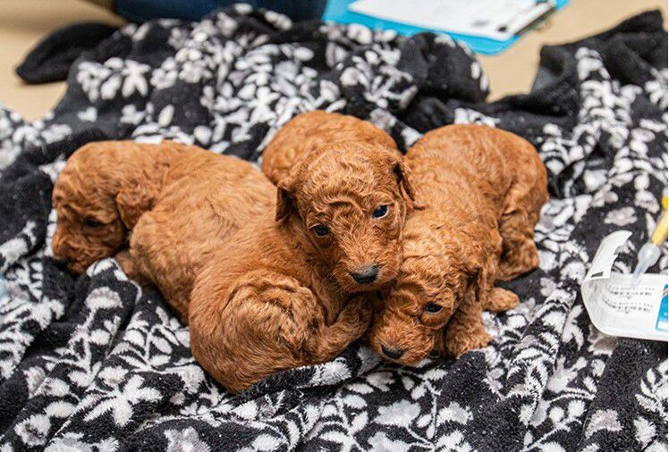 Rescataron casi 100 perros que se encontraban en una “fábrica de cachorros”