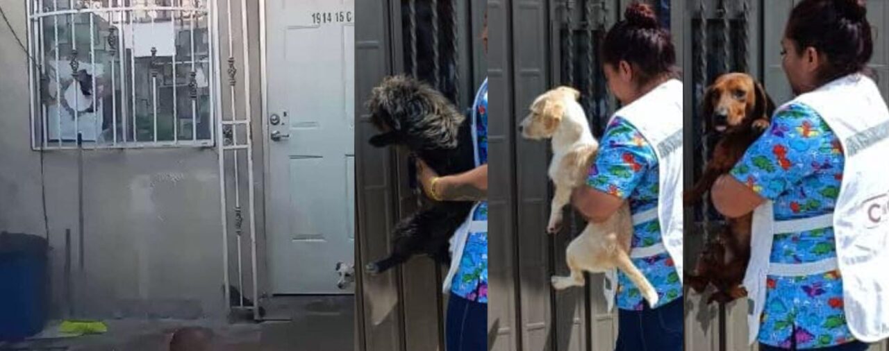 Rescataron a 3 perritos que eran alimentados con otros perros “rescatados” en Edomex