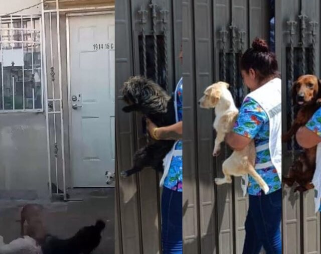 Rescataron a 3 perritos que eran alimentados con otros perros “rescatados” en Edomex