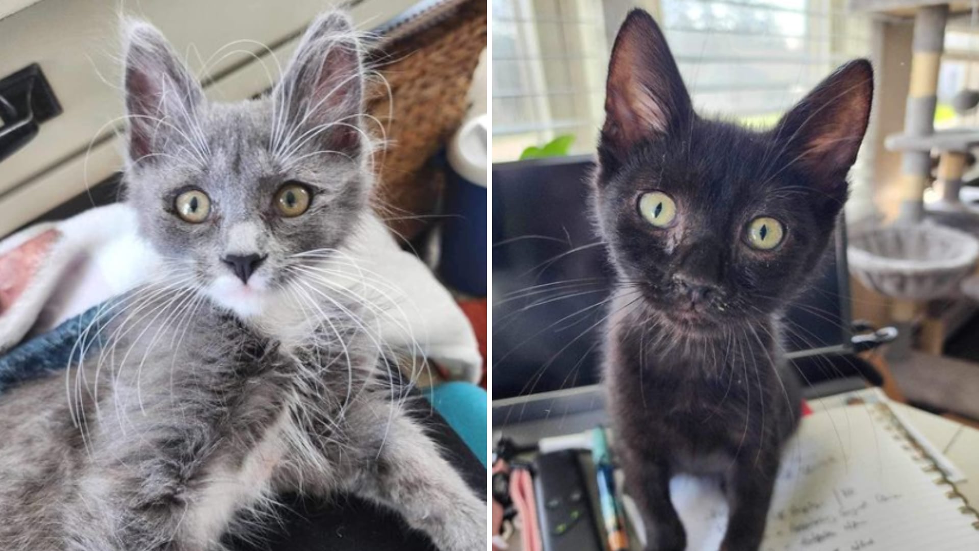 Coach y Fendi, algunos de los gatos rescatados por ARC. (Instagram/animal_resource_center)