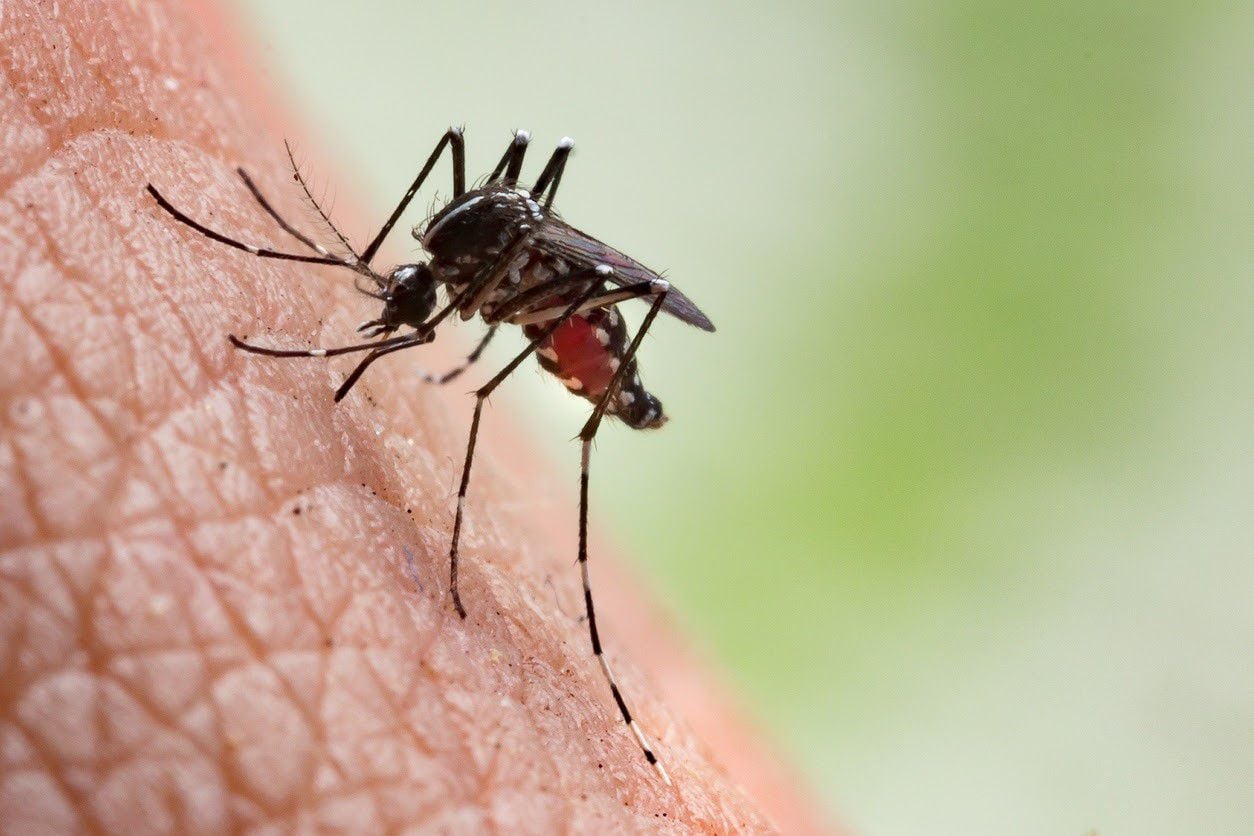El mosquito es el vector responsable de distintas enfermedades en el mundo (OCV) 