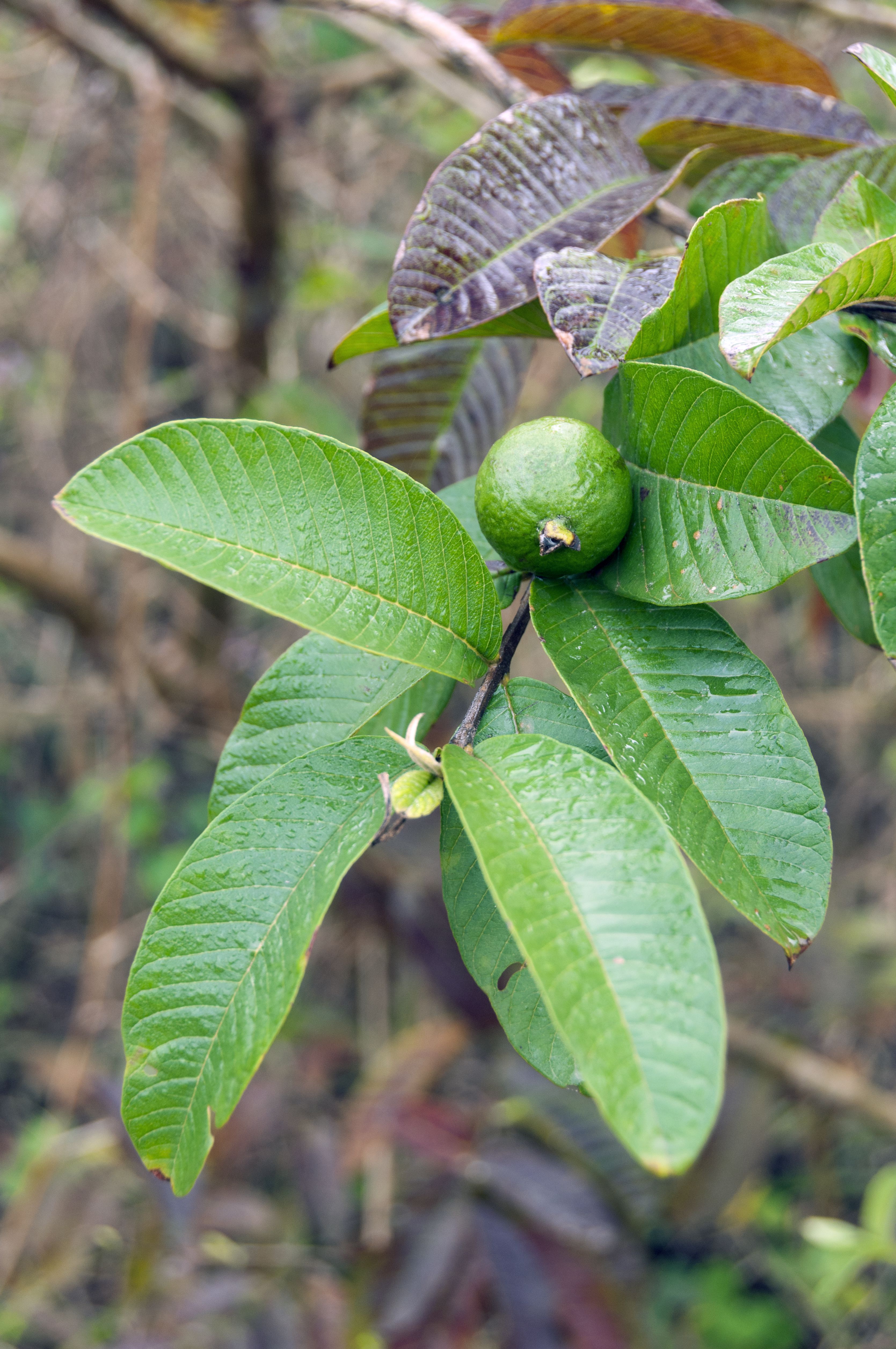 Beneficios de la hoja de Guayaba