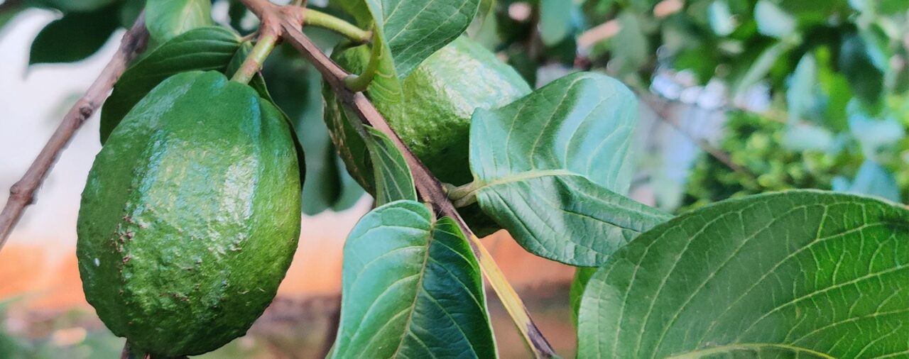 Las propiedades medicinales ocultas de la guayaba y su ayuda contra la diabetes