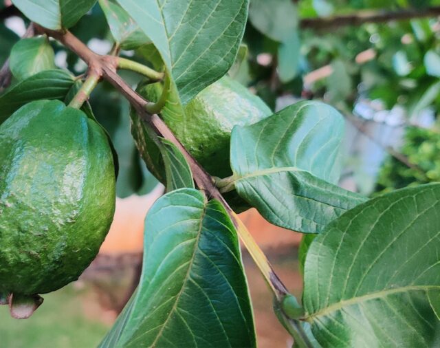 Las propiedades medicinales ocultas de la guayaba y su ayuda contra la diabetes