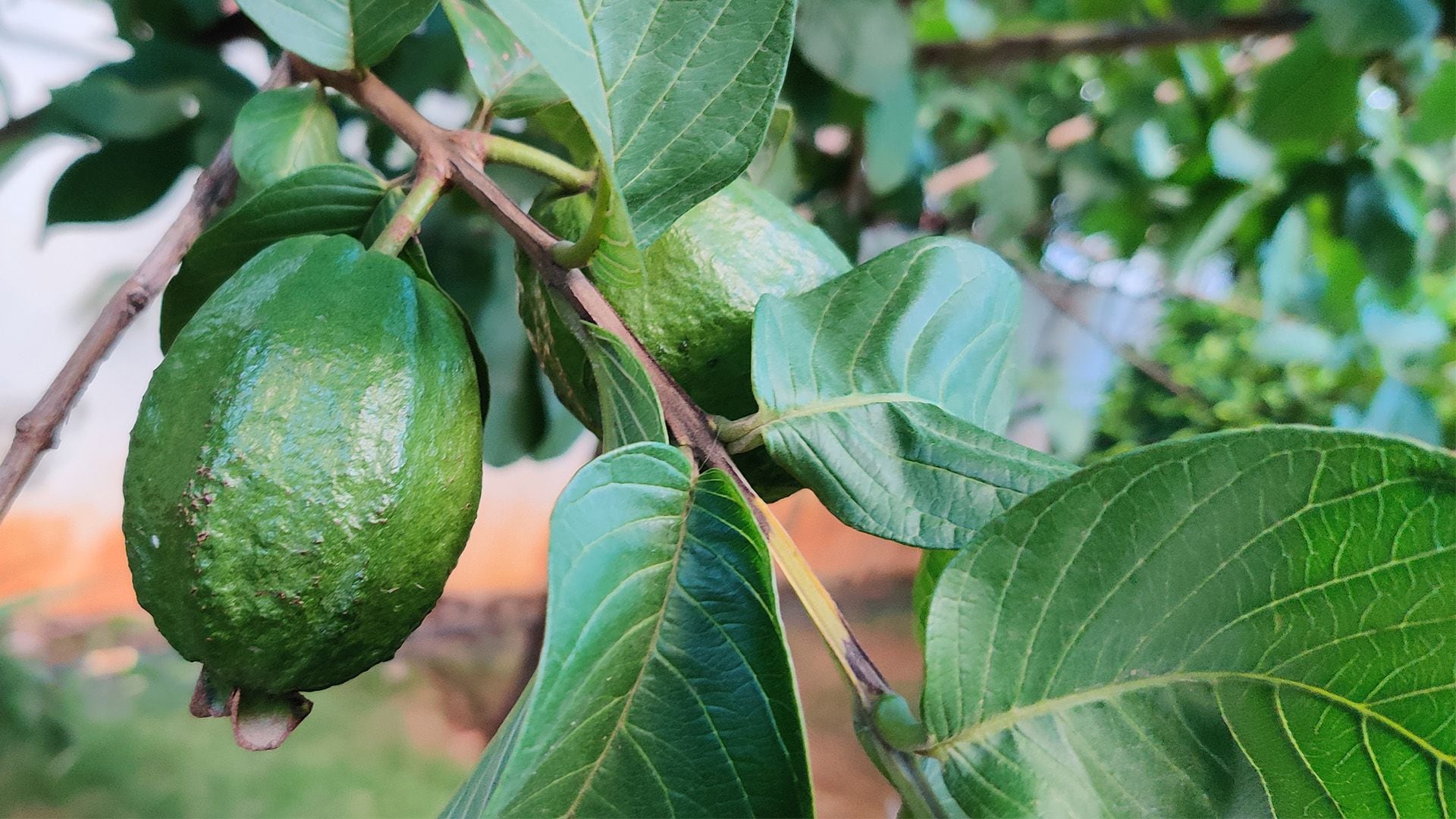 Beneficios de la hoja de Guayaba