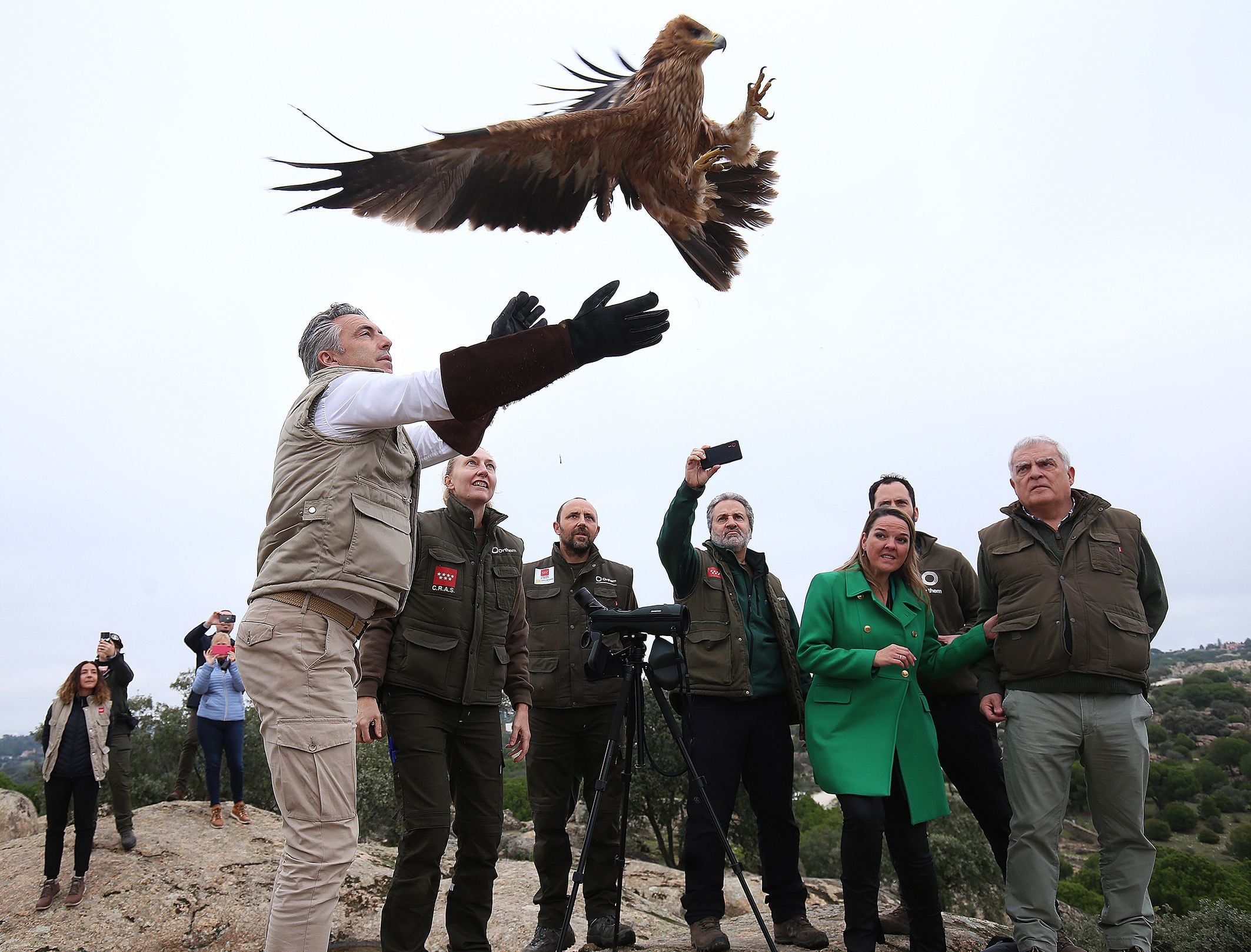 Carlos Novillo, consejero de Medio Ambiente, Agricultura e Interior, soltando un ejemplar de águila imperial ibérica. En Madrid ya hay 90 parejas reproductoras