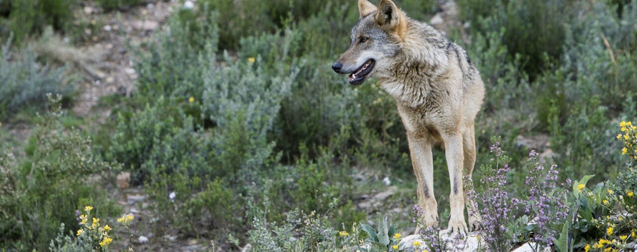 Lobos, sapos, murciélagos... estas son algunas especies que Más Madrid quiere que Ayuso proteja