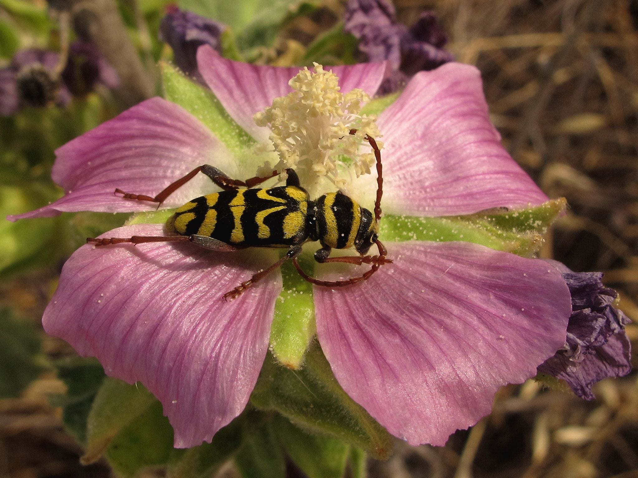 El escarabajo avispa 'neoplagionotus marcae'