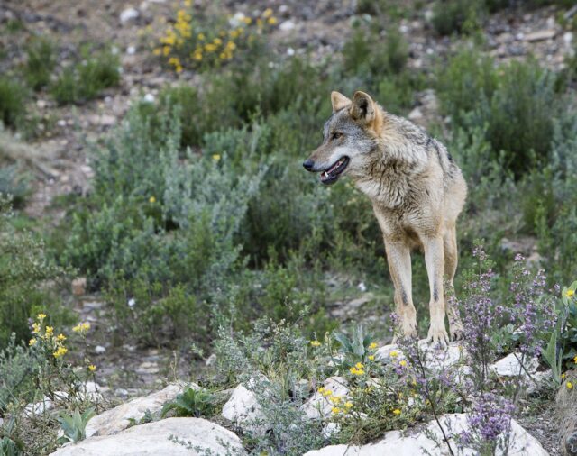 Lobos, sapos, murciélagos... estas son algunas especies que Más Madrid quiere que Ayuso proteja