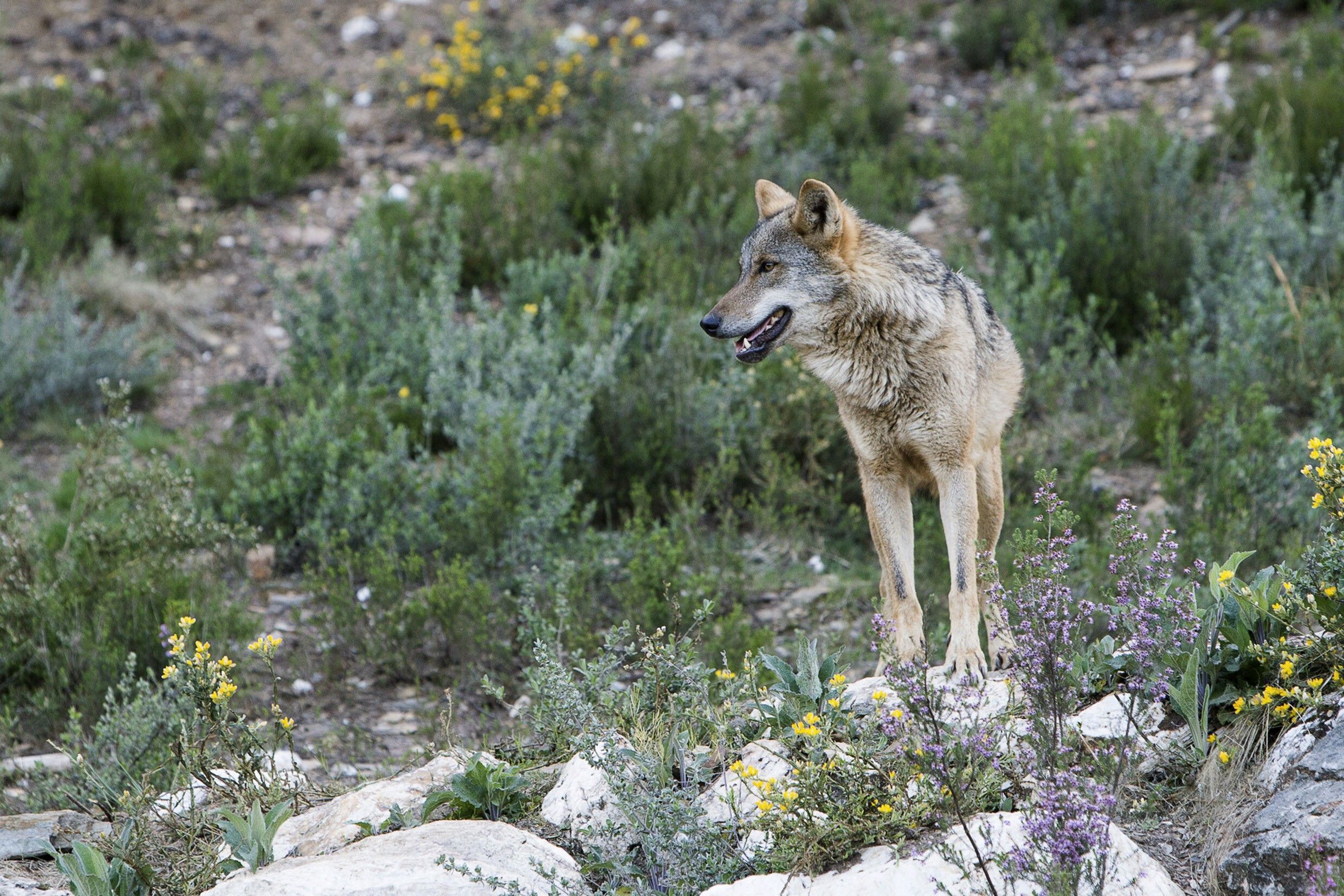 Un lobo fotografiado en Zamora. (EFE/Mariam A. Montesinos) 