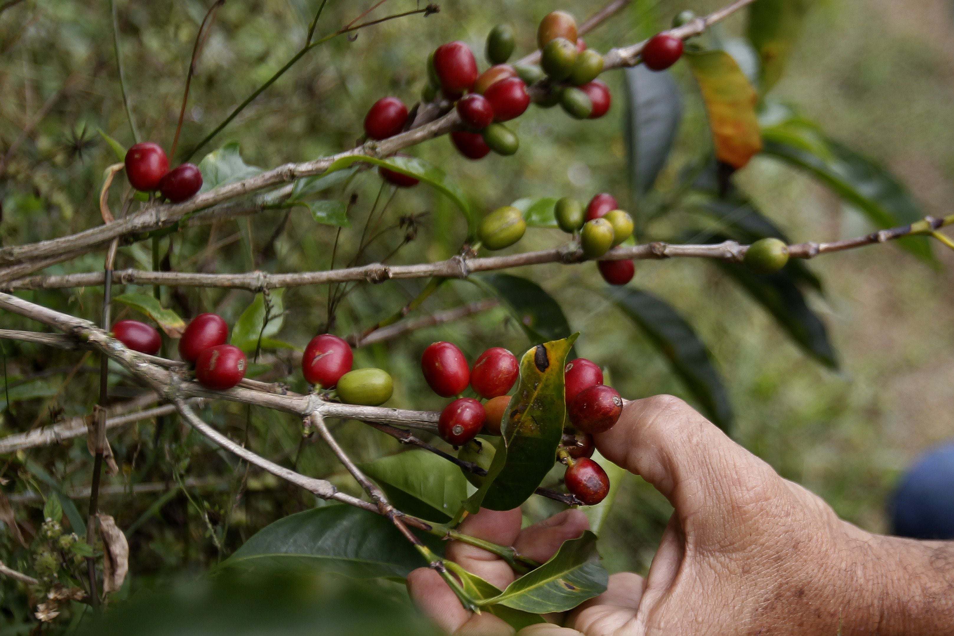 Finca en Risaralda produce café para cafetería en España - crédito Luis Eduardo Noriega/EFE 