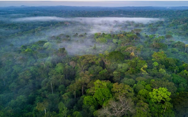 Ríos voladores en el Amazonas, en el que "vías" de humedad que emanan de la humedad en las plantas del amazonas son llevadas por corrientes a otros lugares en los que se convierten en lluvias - crédito Getty Images