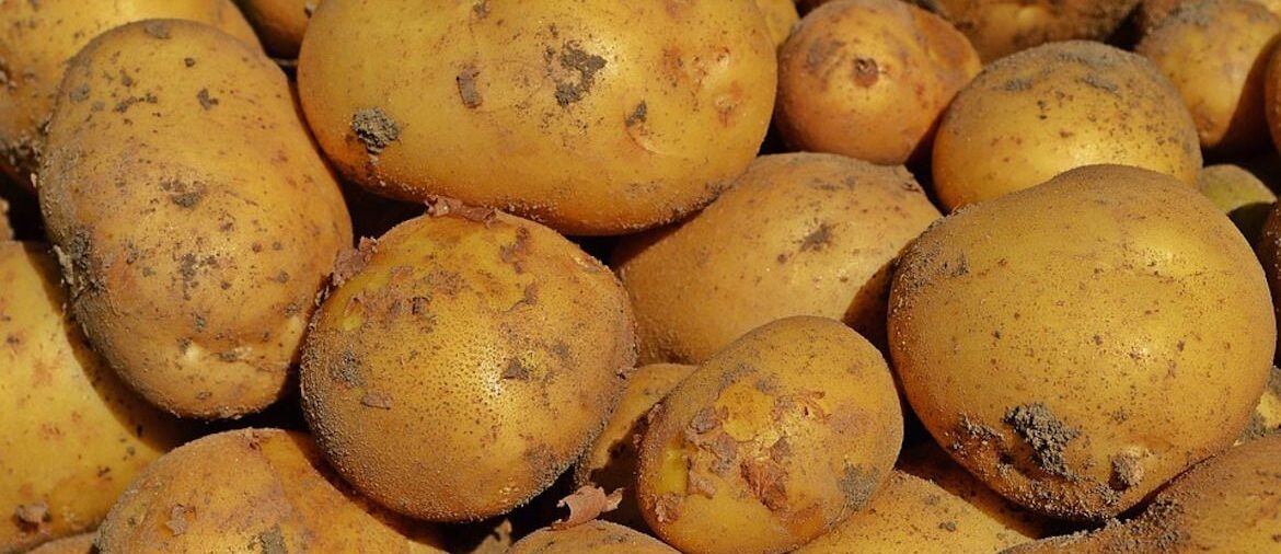El importante dato que hay que conocer sobre las patatas con brotes