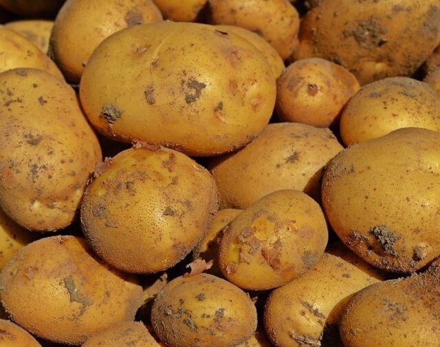 El importante dato que hay que conocer sobre las patatas con brotes