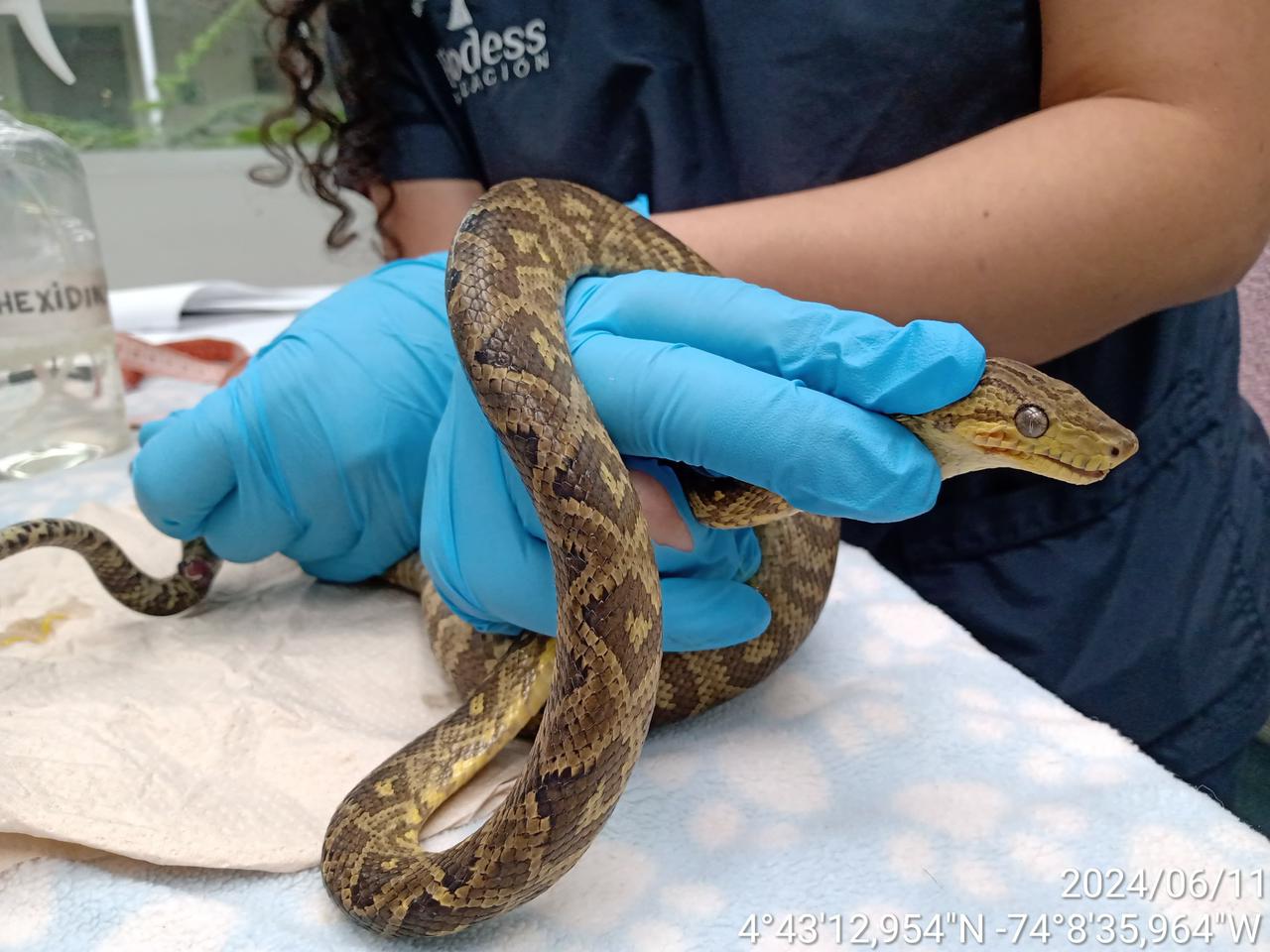 La septiente ya fue evaluada por los veterinarios - crédito Secretaria de Ambiente