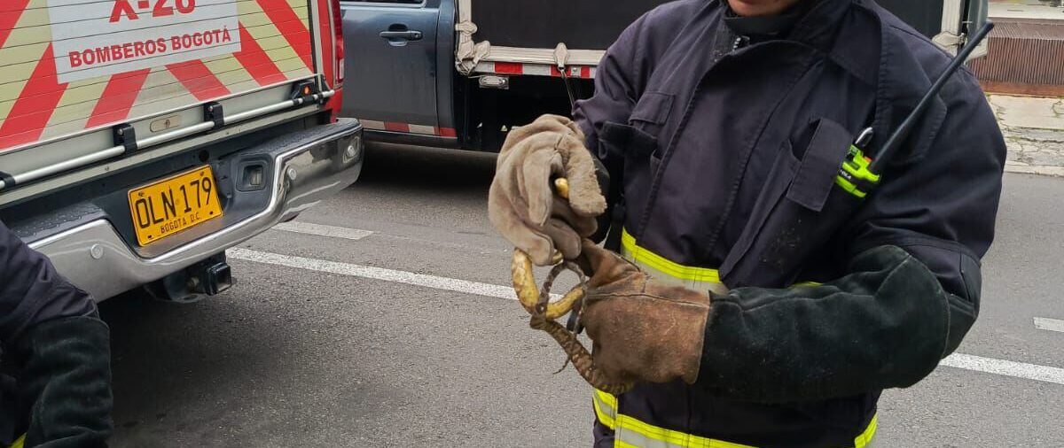 Distrito rescató una boa que estaba en una silla de bebé en la localidad de Chapinero